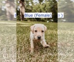 Small Photo #5 Labrador Retriever Puppy For Sale in MOBILE, AL, USA