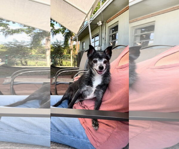 Medium Photo #4 Maltese Puppy For Sale in Weston, FL, USA