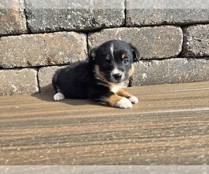 Aussie-Corgi Puppy for sale in CARLYLE, IL, USA