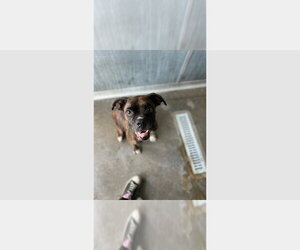 Parton - Female Boxer Dog for Adoption - Photo #4