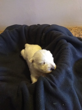 Medium Photo #1 West Highland White Terrier Puppy For Sale in MOUNTAINBURG, AR, USA