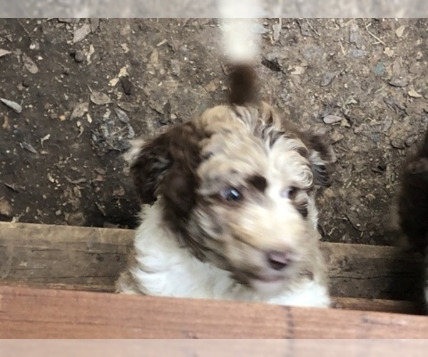 Medium Photo #2 Aussiedoodle-Poodle (Standard) Mix Puppy For Sale in MARION, TX, USA