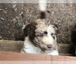 Small Photo #2 Aussiedoodle-Poodle (Standard) Mix Puppy For Sale in MARION, TX, USA
