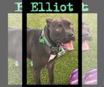 Small #23 American Pit Bull Terrier Mix