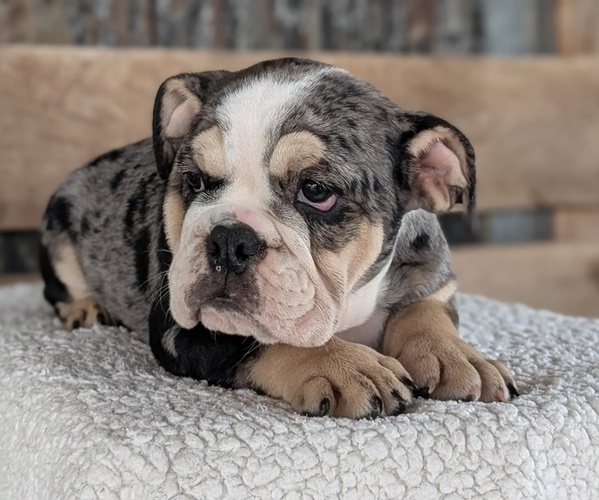 Medium Photo #4 English Bulldog Puppy For Sale in GOSHEN, IN, USA