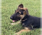 Puppy Sassy German Shepherd Dog