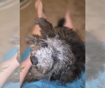 David - Male Bernedoodle (Miniature) (+ Poodle Miniature) Puppy for Sale - Photo #10