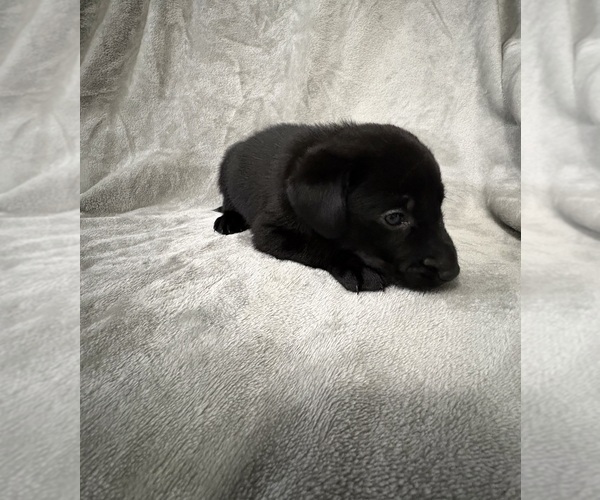 Medium Photo #12 Labrador Retriever Puppy For Sale in SIERRA VISTA, AZ, USA