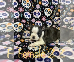 Boston Terrier Puppy for sale in CHILLICOTHE, OH, USA