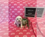 Small Bichon Frise