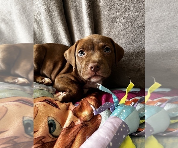 Medium Photo #1 American Pit Bull Terrier Puppy For Sale in OREGON CITY, OR, USA