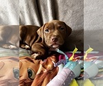 Small American Pit Bull Terrier