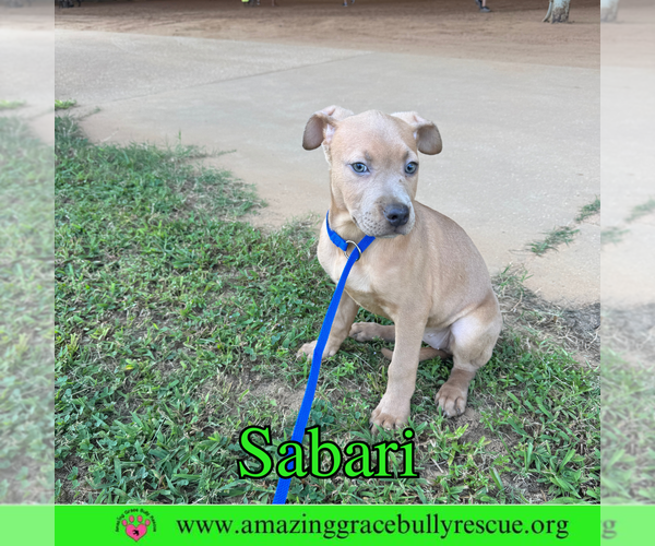 Medium Photo #3 Bulldog-Labrador Retriever Mix Puppy For Sale in Pensacola, FL, USA