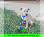 Small #2 Bulldog-Labrador Retriever Mix