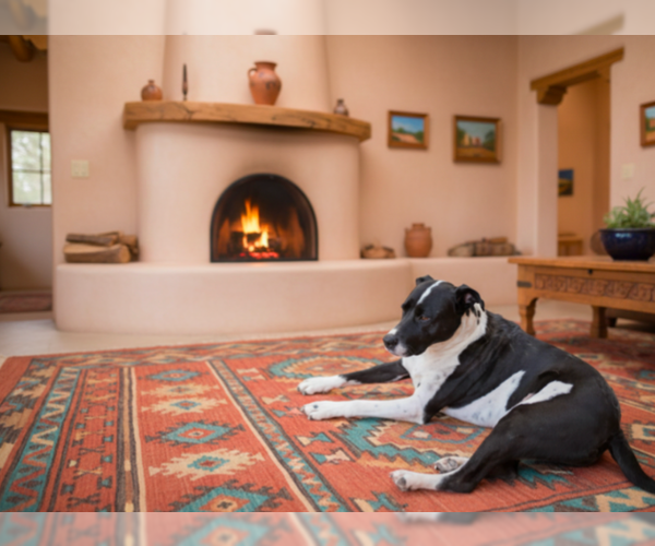 Medium Photo #2 Labrador Retriever-Unknown Mix Puppy For Sale in Pena Blanca, NM, USA