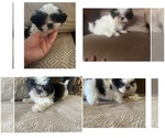 Small Shih Tzu