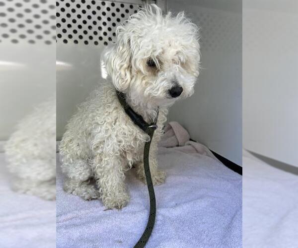 Medium Photo #1 Poodle (Miniature) Puppy For Sale in Santa Rosa, CA, USA
