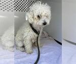 Small Poodle (Miniature)