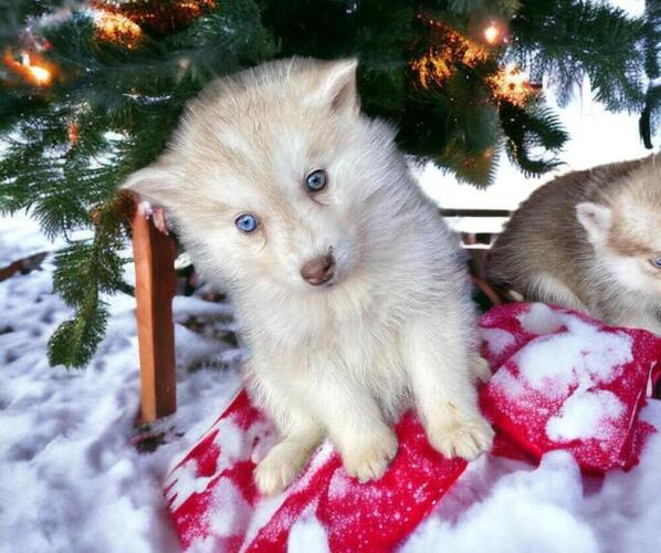 Medium Photo #1 Siberian Husky Puppy For Sale in GAFFNEY, SC, USA