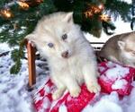 Small Photo #1 Siberian Husky Puppy For Sale in GAFFNEY, SC, USA