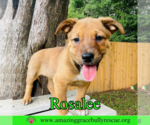 Small #1 Chow Chow Mix