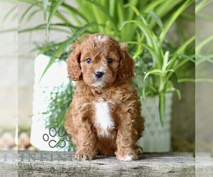 Cavapoo (Miniature) Puppy for sale in PARADISE, PA, USA