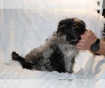 Small #13 Yorkiepoo mix (+ Poodle Toy)