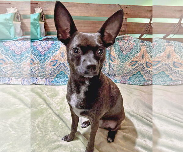 Medium Photo #3 Chihuahua-Unknown Mix Puppy For Sale in Corona, CA, USA