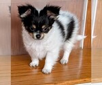 Puppy BoJangles Chihuahua