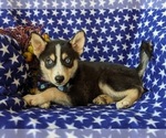 Small Photo #6 Pomsky Puppy For Sale in EPHRATA, PA, USA