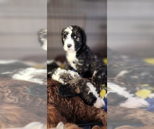 Medium Photo #20 Bernedoodle Puppy For Sale in GEORGETOWN, DE, USA