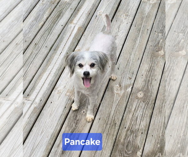 Medium Photo #2 ShiChi Puppy For Sale in Columbus, IN, USA