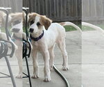 Small #3 Great Pyrenees Mix
