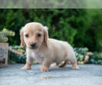 Small #2 Dachshund