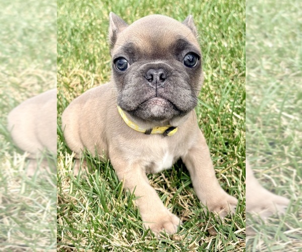 Medium Photo #4 French Bulldog Puppy For Sale in CANYON, TX, USA