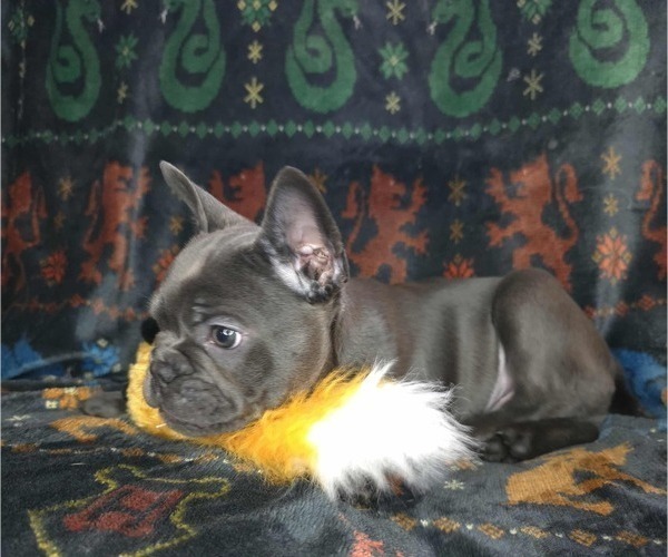 Medium Photo #11 French Bulldog Puppy For Sale in GRAND FORKS, ND, USA