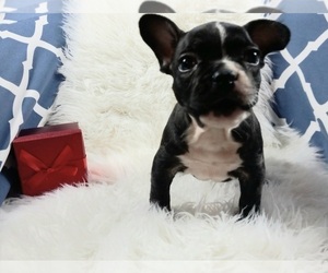 French Bulldog Puppy for sale in CARTHAGE, TX, USA