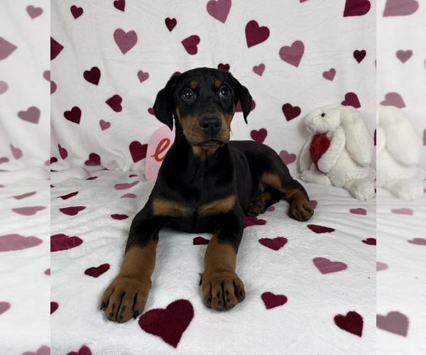 Medium Photo #4 Doberman Pinscher Puppy For Sale in GREENFIELD, IN, USA