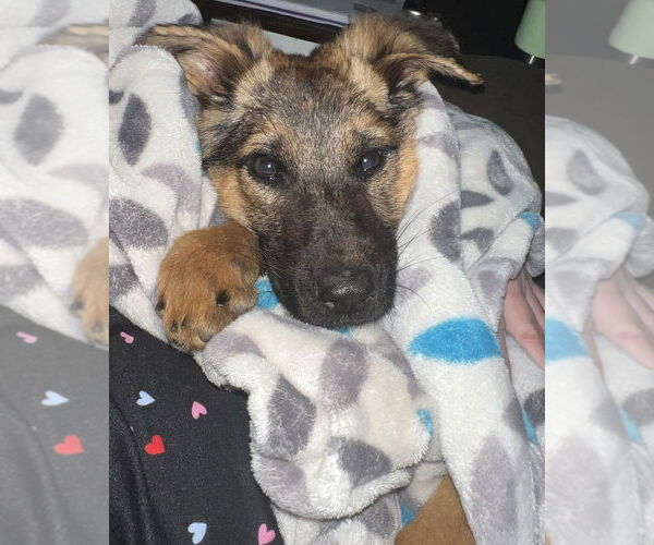 Medium Photo #5 German Shepherd Dog-Unknown Mix Puppy For Sale in Brewster, NY, USA