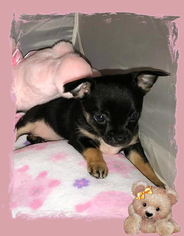 Chihuahua Puppy for sale in HENDERSON, NC, USA