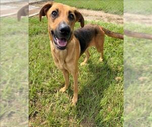Shepradors Dogs for adoption in Conroe, TX, USA
