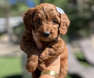 Goldendoodle (Miniature) Puppy for sale in MENIFEE, CA, USA