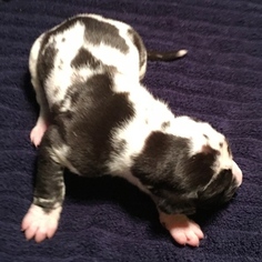 Great Dane Puppy for sale in FORNEY, TX, USA