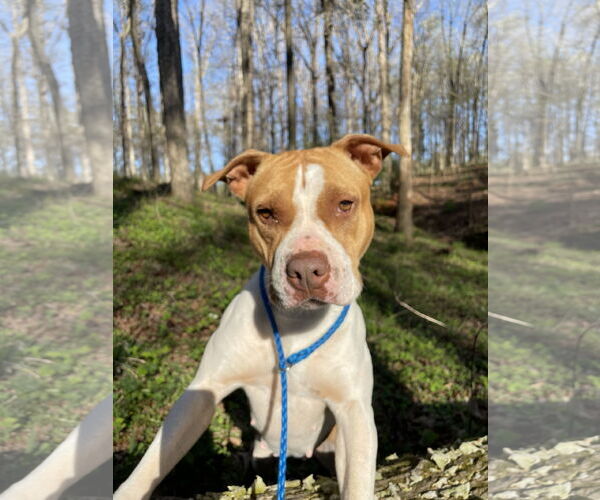 Medium Photo #1 Mutt Puppy For Sale in Rockaway, NJ, USA