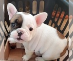Small Photo #15 French Bulldog Puppy For Sale in W LINN, OR, USA