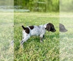 Puppy Oakley German Shorthaired Pointer