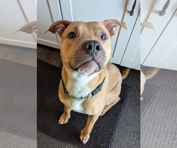 Medium Photo #3 American Pit Bull Terrier-Unknown Mix Puppy For Sale in Germantown, OH, USA