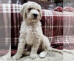Small #4 Goldendoodle