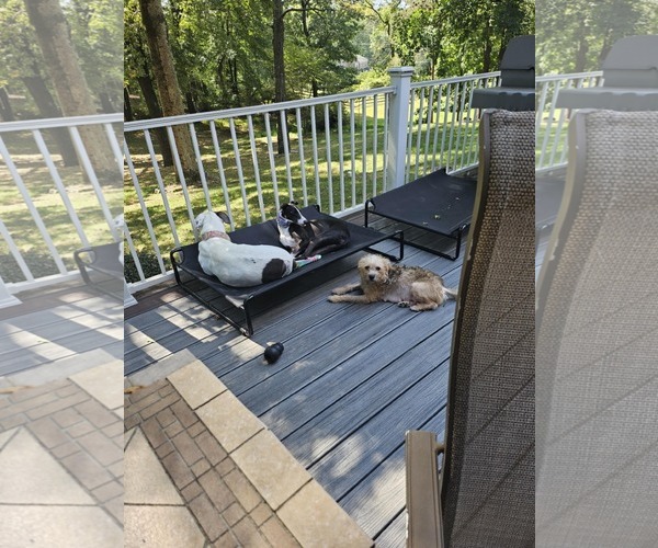 Medium Photo #6 Mutt Puppy For Sale in Catasauqua, PA, USA