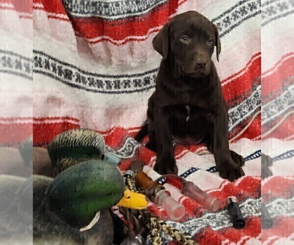 Medium Photo #7 Labrador Retriever Puppy For Sale in MERIDEN, KS, USA